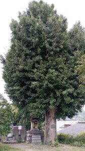 A Hashidera hatalmas páfrányfenyője